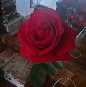 Meet your Posher, Betzaida